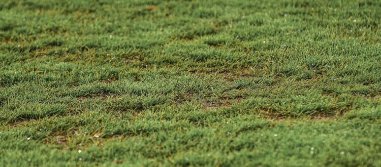 Gramilla Estadio El Campín 2023